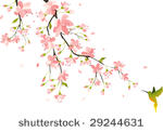 cherry blossom