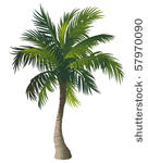 vector illustration of the palm ...