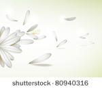 white vector flower petals...