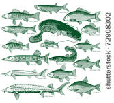 types freshwater fish. ...