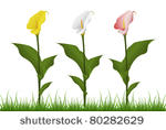 calla lily set in grass eps8
