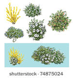shrub flower no3