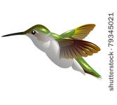 humming bird