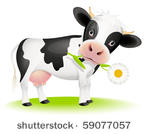 little black and white cow...