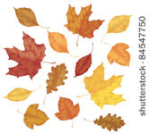 various autumn leaves isolated...