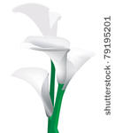 vector illustration of calla...