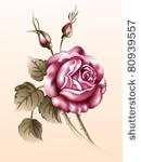 illustration of a rose