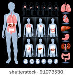 set of human anatomy parts ...