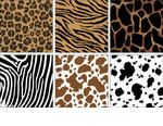 illustration of animal skin...
