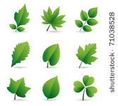 collection of green leaves...