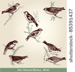 birds   vintage engraved...