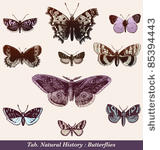butterflies   vintage engraved...