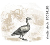 goose   vintage engraved...