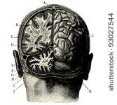 humain brain  vintage engraved...
