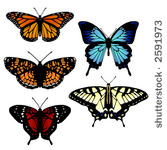 five vector butterflies