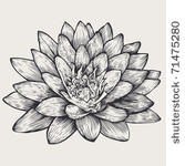 lotus  floral design element ...