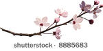 pink cherry blossom