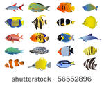 set of tropical fishes  vector...