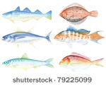 set of sea fishes  vector