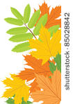 maple and ash leaves. vector
