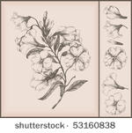 vintage flower drawing