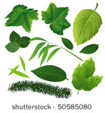 leaves collection. vector.