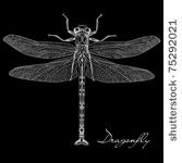 detailed dragonfly vector