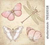 vintage butterfly collection