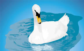 Mute Swan Vector
