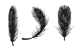 feather vectors