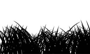Grass silhuoette