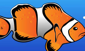 Clownfish Vector
