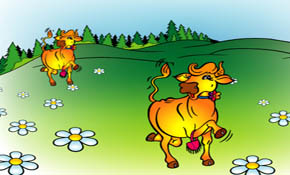 cow