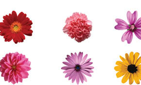 free vector flower illustrations