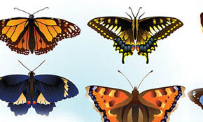 free butterfly vector