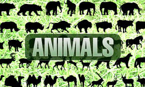 Free Vector Animals