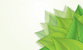 Green Leaves Vector Graphic