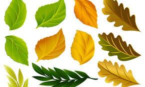 High Quality Leaves
