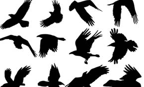 FLYING RAVENS VECTORS