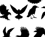 Free Vector Birds