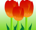 Free Vector Colorful Tulips
