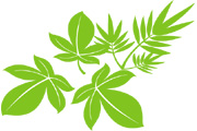Vector Tree Leaf 02