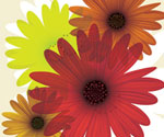 Colorful Daisy Flowers Vector Graph