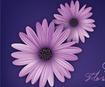 Daisy Flower Vector Graphic