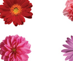 free vector flower illustrations