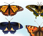 free butterfly vector