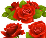 Rose Vector