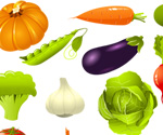 Vegetable Vector