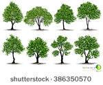 beautifull tree on a white...